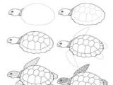 Drawing Easy Turtles Turtle Outline Diy Crafts Pinterest Drawings Turtle Outline