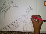 Drawing Easy Wala How to Draw A Peacock and Parrot Step by Step Easy Youtube