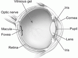 Drawing Eye Diagram Diagram Of the Eye National Eye Institute