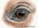 Drawing Eye sockets Draw Horse Eyes Step by Step