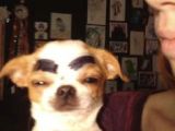 Drawing Eyebrows On Dogs 23 Best Dogs with Eyebrows Images Dog with Eyebrows Funny Dogs