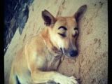 Drawing Eyebrows On Dogs 23 Best Dogs with Eyebrows Images Dog with Eyebrows Funny Dogs