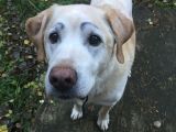 Drawing Eyebrows On Dogs Nothing More Fun then Drawing Eyebrows On Your Dog Labrador Love