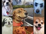 Drawing Eyebrows On Dogs when Garage Sale Hosts Have too Much Time On their Hands Funny