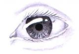 Drawing Eyes First How to Draw Realistic Eyes Drawing Tutorials People Drawings