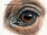 Drawing Eyes In Colored Pencil Draw Horse Eyes Step by Step