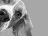 Drawing Fake Dogs Die 8788 Besten Bilder Von 100 Prozent Hund In 2019 Pets Dogs Und