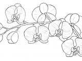 Drawing Fancy Flowers How to Draw Flowers the Sexy and Sultry orchid