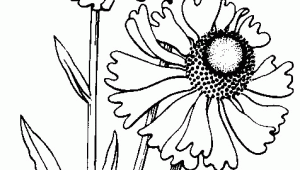 Drawing Flowers 16 16 More Line Drawings Craft Ideas Drawings Embroidery