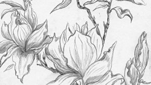 Drawing Flowers and Trees From A Selection Of Henny S Magnolia Drawings and Sketches