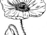 Drawing Flowers by Jill Winch 1412 Nejlepa A Ch Obrazka Z Nasta Nky Flower Drawings Drawings