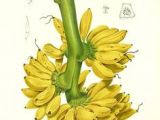 Drawing Flowers by Jill Winch Die 43 Besten Bilder Von Botanics Botanical Drawings Botanical