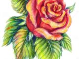 Drawing Flowers Colored Pencils 25 Beautiful Rose Drawings and Paintings for Your Inspiration