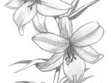Drawing Flowers.com Lily Flowers Drawings Flowers Madonna Lily by Syris Darkness