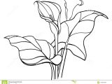 Drawing Flowers From Different Angles Callas Flowers with Leaves Bouquet White Callas Lilies Line