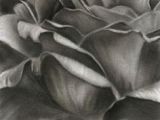 Drawing Flowers In Charcoal 61 Best Pencil Drawings Of Flowers Images Pencil Drawings Pencil