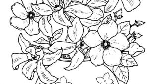 Drawing Flowers In Color Fresh Flowers to Color Creditoparataxi Com