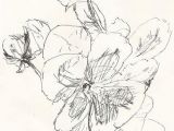 Drawing Flowers In Pen Sketch Pansies Drawing Flowers Ink Pen Drawings Drawings Sketches