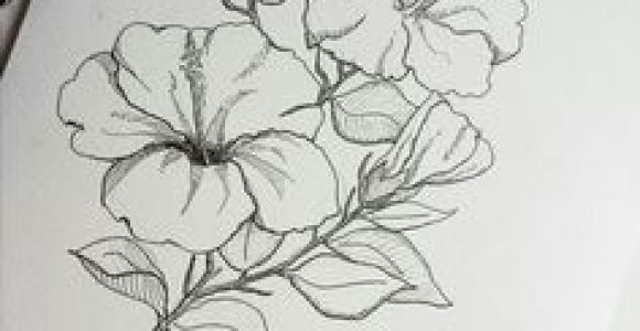 Drawing Flowers On Chart Paper 11 Best Hibiscus Drawing Images In 2019 Hibiscus Drawing Hibiscus