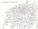Drawing Flowers Only Rose Learn How to Draw An Ogiku Chrysanthemum Bloom