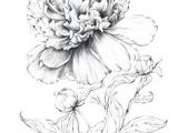 Drawing Flowers Pdf 3278 Best Art Drawing Flowers Images In 2019 Colouring Pencils