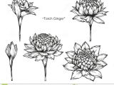 Drawing Flowers Ppt torch Ginger Flower Drawing and Sketch Stock Illustration
