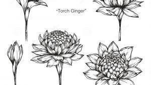 Drawing Flowers Ppt torch Ginger Flower Drawing and Sketch Stock Illustration