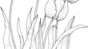 Drawing Flowers to Paint How to Draw A Tulip Step by Step Drawing Tutorials Draw Flowers