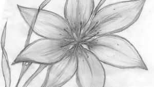 Drawing Flowers Unconsciously Pencil Drawings Of Flowers Maebelle Portfolio Lily Pencil