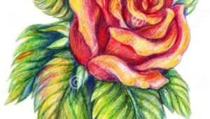 Drawing Flowers with Colour Pencils 25 Beautiful Rose Drawings and Paintings for Your Inspiration