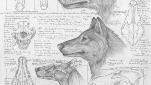 Drawing Grey Wolf Differences Between Dire Wolves and Grey Wolves Via the Palaeocast