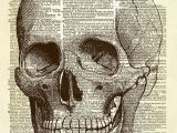 Drawing Human Skull Anatomy Human Skull Dictionary Art Print Smash and Scrap Art Dictionary