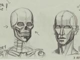 Drawing Human Skull Anatomy Skull and Head Turnaround Google Search Anatomy Head and Face