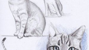 Drawing Ideas Cats Cat Drawing Acrylic Painting Ideas Pinterest Arte Ca Mo