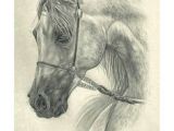 Drawing Ideas Horses 461 Best Horse Drawings Images Drawings Of Horses Horse Drawings