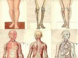 Drawing Ideas Human Body Anatomical1937 Jpg Pinterest Anatomy Human Anatomy and Drawing