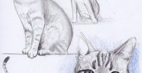 Drawing Ideas Kitten 1294 Best Cat Drawing Images In 2019 Drawings Sketches Of Animals