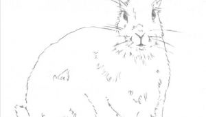 Drawing Ideas Rabbit Hop to It and Learn to Draw A Bunny Rabbit with these Easy Steps
