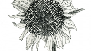 Drawing Ideas Sunflower Sunflower Drawing Google Search Art Inspiration Pinterest