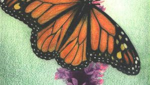Drawing Ideas with Colored Pencils Monarch butterfly Colored Pencil On Drawing Paper by Amber D
