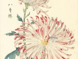 Drawing Japanese Flowers Keika Hasegawa Chrysanthemum Wood Block Prints D N D D D D N Dµd D