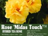 Drawing Large Flowers Rose Midas touch A Hybrid Tea Rose Wowable Yellow Color Just