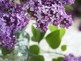 Drawing Lilac Flowers Lilac by Yulia Kotina On 500px Flowers Pinterest Lilacs