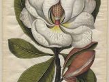 Drawing Magnolia Flowers D D N D D D N Dµn Dod N D D D N N N N D N D N 2 882 N D N D D N D N D D Botanic In 2018