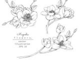 Drawing Magnolia Flowers Sketch Floral Botany Collection Magnolia Flower Drawings Black and
