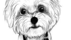 Drawing Maltese Dogs 71 Best Maltese Images Dog Paintings Drawing S Drawings Of Dogs