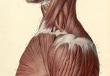 Drawing Neck Muscles Muscles Head Neck and torso Figure Drawing Anatomy Pinterest