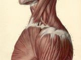 Drawing Neck Muscles Muscles Head Neck and torso Figure Drawing Anatomy Pinterest