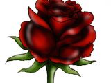 Drawing Of A Beautiful Red Rose How to Draw A Beautiful Rose Art Drawings Red Roses Art