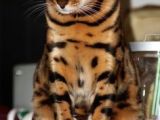 Drawing Of A Bengal Cat 445 Best On the Wild Side Bengal Cats Images Cat Breeds Bengal